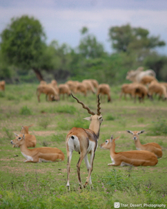 Dhawa Doli Wildlife santuary 