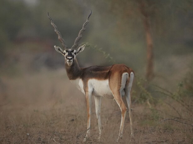 Dhawa Doli Wildlife santuary 